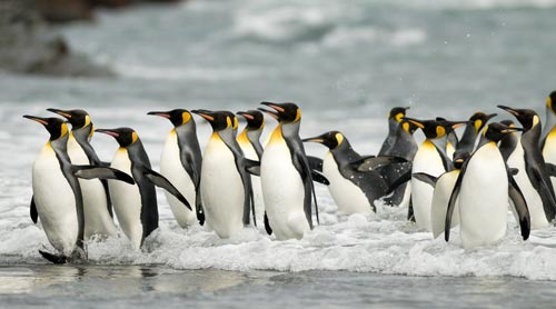 pinguine